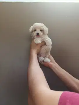 Dijual anjing poodle warna apricot, white dll