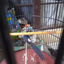 Murai batu, ring Apbn ekor 21