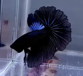 ikan cupang halfmoon black coper