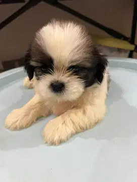 Anjing shih tzu lucu dan pesek