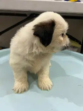 Anjing shih tzu lucu dan pesek