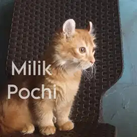 Kucing Munchkin Kinkalow
