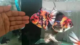 Oranda short tail tiger