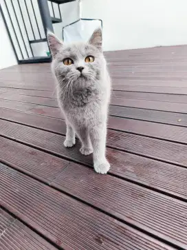 Kucing British Short Hair BSH Blue Solid