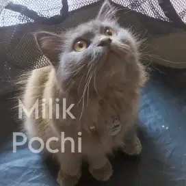 Kucing British Long Hair (BLH) Jantan