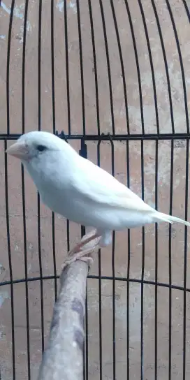 Paud jaminan jantan