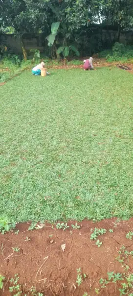 Rumput gajah mini