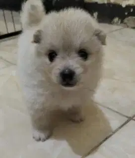 Anakan Minipom Betina