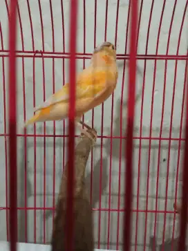 Burung kenari betina