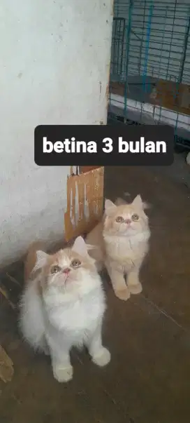 Kitten Flatnos betina 3 bulan mahar untuk 1 kitten