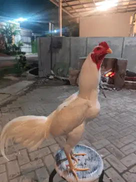 Ayam jago putih