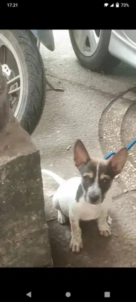 Pitbull bull terrier mix kampung / pitkam