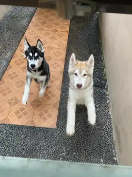 Anjing Husky Malamute big bone
