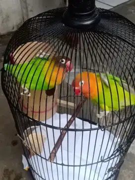 jual lovebird aktif