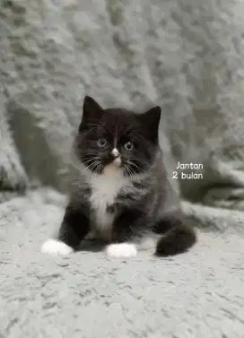 Kucing persia gimbul