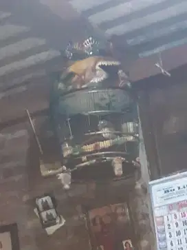 Burung kùtut +sangkar masih bagus jual murah bisa nego