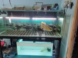 Arwarna Super red dan red banjar 1 set aquarium