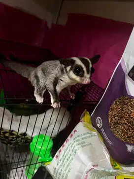 JUAL MURAH! Sugar Glider 3 ekor (Sepasang WGxCG + Joey  CG 2bln)