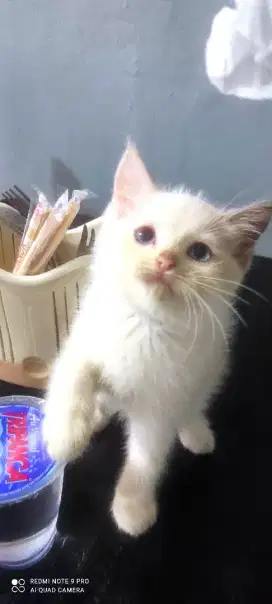 Kitten persis betina
