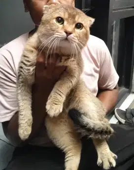kucing kitten british shorthair fold golden jantan super edition