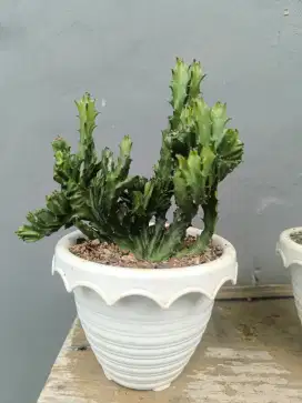 Kaktus karang mini