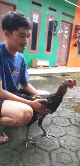 Ayam pelung sepasang