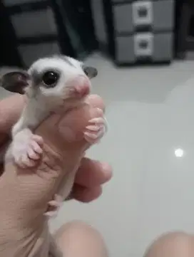 Sugar Glider Joey Mozaik Merble Betina