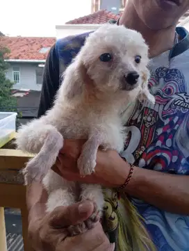 Anakan anjing poodle