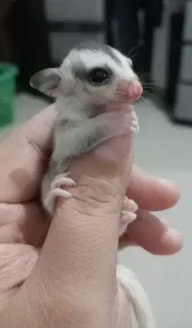 Sugar Glider Joey Mozaik Merble Betina