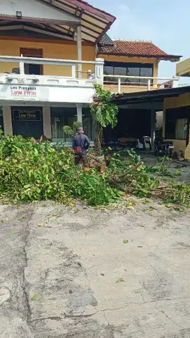 Jasa tebang pohon