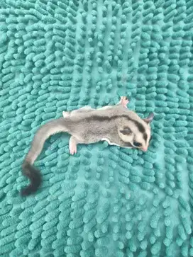 Sugar glider grey jantan Wf dh albino x platinum indukan albino