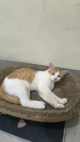 Kucing mixdom betina