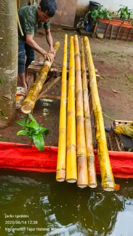Batang bambu kuning