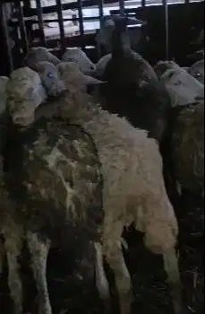 obral 15 ekor domba jantan cross texel 6-7 bulanan 15-18 kiloan manteb