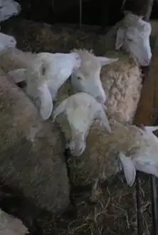 paketan 15 ekor domba jantan 6-7 bulanan cross texel 15-18kiloan puas