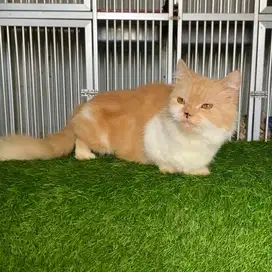 Munchkin Minuet female