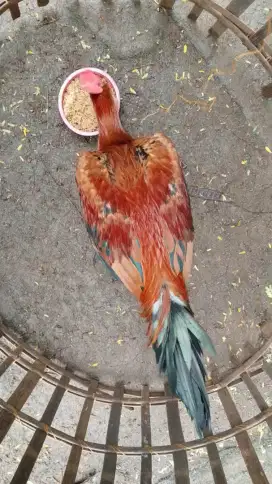 Jual ayam pamangon muda