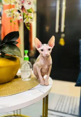 kucing sphynx sepasang