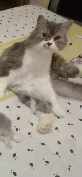 Kucing anggora flat nose