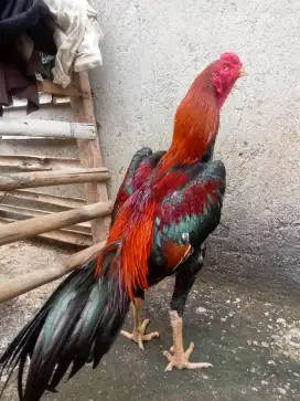 Jual ayam Bangkok um 7 bulan
