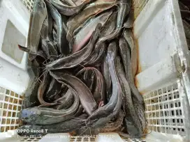 Ikan Lele Konsumsi / isi 12 ekor