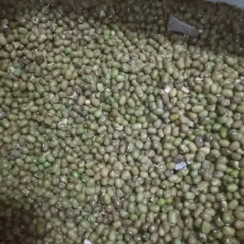 kacang hijau rijek untuk pakan unggas