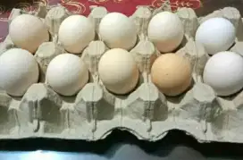Telur Ayam Kampung pack 10 butir.