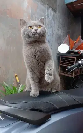British shorthair/BSH Blue