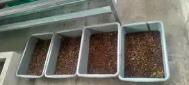 Jual Maggot BSF