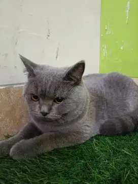 British Shorthair BSH blue solid jantan ped ICA