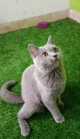 British Shorthair BSH blue solid betina ped ICA
