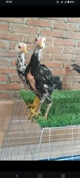 Anak Ayam line Black Bull