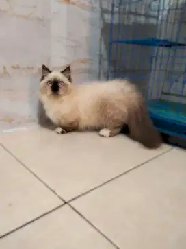 KUCING MUNCHKIN JANTAN