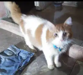 Jual kucing Persia jantan